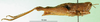 CollectionObject 1502387; c9222158-a9bb-4998-bdf9-abd311d5aaaf: female, lateral view (syntype). (CollectionObject).