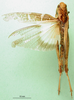 CollectionObject 1501431; a1dae85d-b63a-4564-b9ae-66d0ba7ef373: female, dorsal view (holotype). (CollectionObject).
