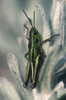 Uganda kilimandjarica (Sjöstedt, 1910): male, dorso-lateral view. (Otu).