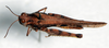 CollectionObject 1506324; b4ffb6f6-6295-483f-907e-6c174f4e8c0a: female, dorsal view (syntype). (CollectionObject).