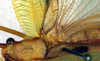 CollectionObject 1501727; 26af57d6-a20b-4ef0-8f00-15972ae2dde8: female, dorsal view. (CollectionObject).
