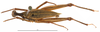 CollectionObject 1585651; 41a06555-6615-47c9-b98d-f3ffb835eaa0: male, dorsal view (paratype). (CollectionObject).