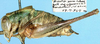 CollectionObject 1517492; caea1e04-9edd-4727-bcde-3e3936e0740e: male, lateral view (holotype). (CollectionObject).
