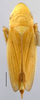 Habitus, dorsal view: Hecalus viridis, dorsal view (INHS). (Observation).