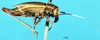 CollectionObject 1501818; 9c1b7c1c-e537-4f4c-ba98-4df717fbba77, DORSA BG00222S03: (CollectionObject).