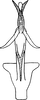 Aedeagus, ventral view on Falcitettix (Falcitettix) guttiger (Kusnezov, 1929): Aedeagus, ventral view. (Observation).