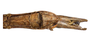 CollectionObject 1597520; 69968436-0625-430b-8a0e-aa56e5f5caaa, QIMR T250920: copyright QM. male: end of abdomen, ventral view (paratype). (CollectionObject).
