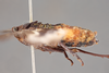 Habitus, lateral view: !! display not done !! on Acmonia punctata Lallemand, 1959: (Observation).