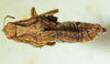 CollectionObject 1498700; 7a89fd7a-e56b-4c03-80b6-015f831b3428: female, dorsal view. (CollectionObject).