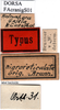 CollectionObject 1505379; 2b7a71fc-f8e4-491b-9da0-88cc411db8fc: labels (syntype). (CollectionObject).