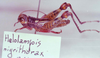 Helolampis nigrithorax Descamps, 1983: Image Carbonell, C.S. Male, holotype. (Otu).