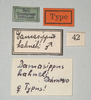 CollectionObject 1558268; f3dad98e-bffc-419f-b891-eed915efa757: copyright MIZ, Warsaw. female, data labels (syntype). (CollectionObject).