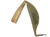 CollectionObject 1542360; INBio INB0003705898, 60874b11-8896-411d-ad4b-7e68eb649ee7: male, hindleg, lateral view (specimen from Costa Rica). (CollectionObject).