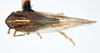 Habitus, dorsal view on Delphacodes saccharicola Muir, 1926: (Observation).