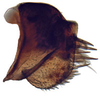 Pygofer, lateral view: Goniagnathus emeljanovi, pyfoger, laterally (INHS). (Observation).