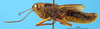 male, lateral view (paratype). Depicts CollectionObject 1505441; 210d6edc-1fc3-4698-88d0-371ee58ab03c, a CollectionObject.