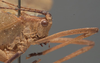 CollectionObject 1505748; 78f03c64-f318-4cbd-86f8-708f1d8849ff: male pronotum lateral (syntype). (CollectionObject).;CollectionObject 1505749; 992b8a0b-1945-480a-b4d7-1a5a2b35fd26: male pronotum lateral (syntype). (CollectionObject).