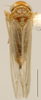 Habitus, dorsal view: Habitus (T. barbata Dwor.). (Observation).