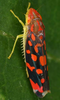 Habitus, dorsal view: Ladoffa sp. @ Costa Rica, by Gernot Kunz. (Observation).