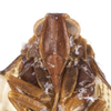 Head on Cixius dislogicus Kramer, 1981: (Observation).