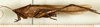 male, lateral view (syntype). Depicts CollectionObject 1573743; 1cba17a3-d796-4994-8dee-590905c69c1d, a CollectionObject.
