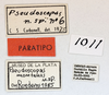CollectionObject 1565632; 90d39445-a5b4-40b6-8301-286d50e63032, MLP1011: labels (paratype). (CollectionObject).