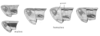 Eritettix simplex (Scudder, 1869): Fig. 60. head and pronotum, pattern variation. (Otu).