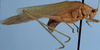Eulioptera reticulata planilima Ragge, 1980: male, lateral view (paratype). (Otu).