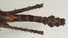 CollectionObject 1577049; 313d62c4-8fe0-4fea-ac1c-777a0eb59eda: copyright ZIN St. Petersburg. male: end of abdomen, dorsal view (holotype). (CollectionObject).