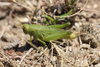 Atrachelacris olivaceus (Bruner, 1911): male. (Otu).