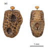 Austrocarausius Brock, 2000: copyright Braxton Jones. egg of Austrocarausius nigropunctatus [type species]. (Otu).