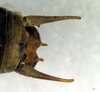 CollectionObject 1536324; 478e2a77-bc3f-47d9-9ba9-ec6687ac2341: male cerci (holotype of Pholidoptera brachynota). (CollectionObject).