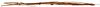 CollectionObject 1567615; 803e8e45-f31c-488d-ae30-c12de440af05: copyright Brussels. female, lateral view (paratype). (CollectionObject).;CollectionObject 1567616; acf2328f-c402-441c-b28e-e7ca43a45d1d: copyright Brussels. female, lateral view (paratype). (CollectionObject).;CollectionObject 1567617; 54e7e8da-4583-4543-a2f4-a88723df4de3: copyright Brussels. female, lateral view (paratype). (CollectionObject).