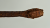 CollectionObject 1557499; e7c1d4a6-f5b9-4eda-aa61-d3650334bb10: copyright USNM, Washington. (CollectionObject).