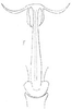 Aedeagus, ventral view: !! display not done !! on Bergolix Linnavuori, 1959: Aedeagus, ventral view. (Observation).