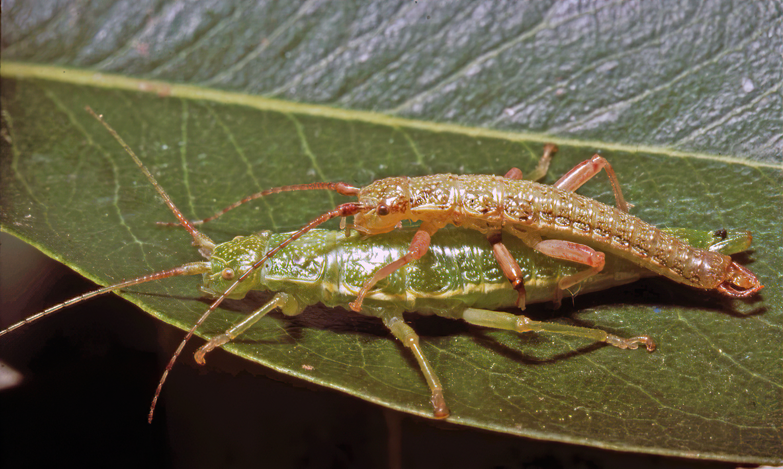 copyright David Rentz. Timema californicum [type species] mating pair. Fairfax, Marin Co., California. Depicts Timema Scudder, 1895, an Otu.