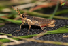 CollectionObject 1849349; 09945e1b-07f6-4348-ba05-c94811b7712a, Unioeste Cascavel K-551: Male, in vivo. Lateral view. (CollectionObject).
