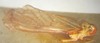 Habitus, lateral view on Cobacella rubescens (Fowler, 1900): (Observation).