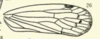 Forewing on Cyclopoliarus biperforatus (Fennah, 1945): (Observation).