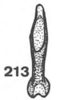 Aedeagus, ventral view on Anisostylus elongatus (Fowler, 1895): (Observation).