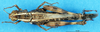 CollectionObject 1543099; 9ed52b56-5875-438c-be12-5309be4edbb5: female, dorsal view (allotype of of Heteracris rantae africanus). (CollectionObject).