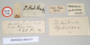 CollectionObject 1557160; NHMUK(SF IMPORT DUPLICATE) 844727, 344c458a-a35b-42a3-8085-5ec5de9d102f: copyright Natural History Museum, London. female, data labels [reversed where applicable] (holotype). (CollectionObject).