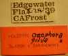 Ozophora gilva Slater & Baranowski, 1983: Ozophora gilva - Holotype Labels (NMNH) - (CC BY-NC 3.0) - Photo by Pablo M. Dellapé with permission from the National Museum of Natural History (NMNH), Smithsonian Institution, Washington, D.C. (Otu).