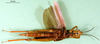 CollectionObject 1502206; 45c5d091-0a41-44af-af3c-41ac740d4d87: female, ventral view (paratype). (CollectionObject).