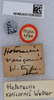 CollectionObject 1519227; d81a9796-e6af-457c-9c5b-932658ef6965: labels (holotype). (CollectionObject).