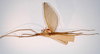 CollectionObject 1558202; 4d7cdb06-3cfc-472e-8eac-55193cff85f2: copyright MNCN, Madrid. male of synonym Acrophylla phyllocerca (paralectotype). (CollectionObject).