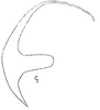 Aedeagus, lateral view: Aedeagus, lateral view. (Observation).