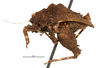 CollectionObject 1567873; 8b1928e4-9846-4380-9327-56d5beffceeb: male, lateral view (no type). (CollectionObject).