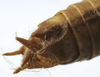 CollectionObject 1539769; 6ef2409b-b1c7-4640-98b1-6213b5ea8b39, MNHN-EO-ENSIF1605: male cerci (holotype). (CollectionObject).