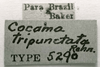 CollectionObject 1524880; 0b18d1c4-9a8c-4b4e-ba55-0ebe917bd088: Image C.S. Carbonell. labels (holotype). (CollectionObject).